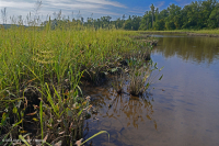 Tidal Freshwater Marsh (Wild Rice - Mixed Forbs Type) – CEGL004202
