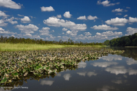 Tidal Freshwater Marsh (Common Spatterdock Mudflat Type) – CEGL004472