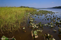 Tidal Freshwater Marsh (Wild Rice - Mixed Forbs Type) – CEGL004202