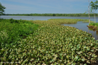 Tidal Freshwater Marsh (Common Spatterdock Mudflat Type) – CEGL004472
