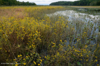 Tidal Freshwater Marsh (Mixed High Marsh Type) – CEGL006325