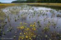 Tidal Freshwater Marsh (Arrow-Arum - Pickerelweed Type) – CEGL004706