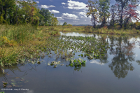 Tidal Freshwater Marsh (Mixed High Marsh Type) – CEGL006325
