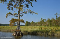 Tidal Freshwater Marsh (Wild Rice - Mixed Forbs Type) - CEGL004202