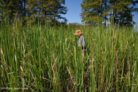 Tidal Freshwater Marsh (Southern Wild Rice Type) - CEGL004705