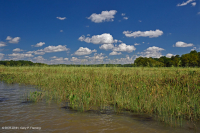 Tidal Freshwater Marsh (Wild Rice - Mixed Forbs Type) - CEGL004202