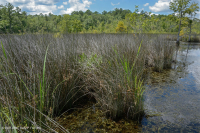 Wind-Tidal Oligohaline Marsh (Black Needlerush Type) - CEGL004660