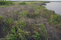 Wind-Tidal Oligohaline Marsh (Black Needlerush Type) – CEGL004660