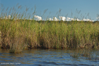 Wind-Tidal Oligohaline Marsh (Big Cordgrass Type) – CEGL007741