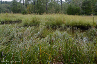 Riverine Salt Marsh (Saltmarsh Cordgrass - Saltmarsh Bulrush Type) – CEGL006416