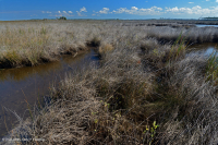 Black Needlerush Salt Marsh – CEGL004186
