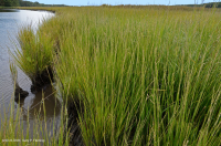 Riverine Salt Marsh (Saltmarsh Cordgrass - Saltmarsh Bulrush Type) – CEGL006416
