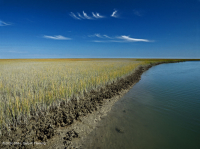 Low Salt Marsh (Saltmarsh Cordgrass Type) – CEGL004192