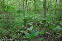 Freshwater Tidal Hardwood Swamp – CEGL006287