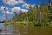 Freshwater Tidal Hardwood Swamp – CEGL006287