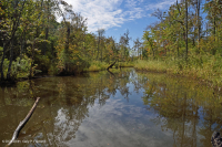 Freshwater Tidal Hardwood Swamp - CEGL006287