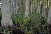 Northern Coastal Plain Tidal Bald Cypress Forest - CEGL006850