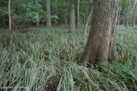 Tidal Bald Cypress Woodland (Shoreline Sedge Type) – CEGL004654