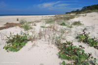 North Atlantic Upper Beach / Overwash Flat - CEGL004400