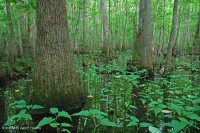 Bald Cypress - Water Tupelo Brownwater Swamp – CEGL007431