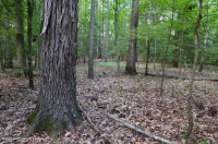 Coastal Plain Bottomland Forest (Brownwater High Terrace Type) – CEGL004678