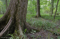 Coastal Plain Bottomland Forest (Brownwater Low Terrace Type) < CEGL007397