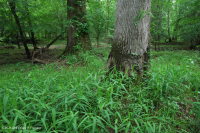 Northern Coastal Plain / Inner Piedmont Mixed Oak Floodplain Swamp – CEGL006605