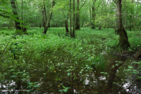 Coastal Plain / Piedmont Floodplain Swamp (Green Ash - Red Maple Type) – CEGL006606