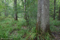 Southern  Piedmont / Inner Coastal Plain Mixed Oak Floodplain Swamp – CEGL006498