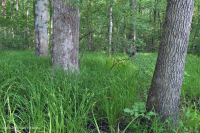 Southern  Piedmont / Inner Coastal Plain Mixed Oak Floodplain Swamp – CEGL006498