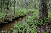 Coastal Plain / Piedmont Small-Stream Floodplain Forest – CEGL004418