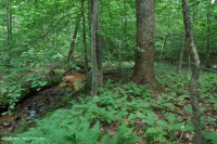 Coastal Plain / Piedmont Small-Stream Floodplain Forest – CEGL004418