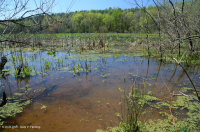 Water-Lily Floodplain Pool / Pond – CEGL002386