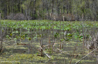 Water-Lily Floodplain Pool / Pond – CEGL002386