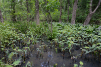 Piedmont / Central Appalachian Floodplain Swamp (Silver Maple - Green Ash Type) – CEGL006548