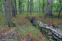 Piedmont / Central Appalachian Floodplain Swamp (Pin Oak - Swamp White Oak Type) – CEGL006497