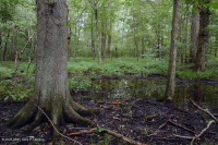 Piedmont / Central Appalachian Floodplain Swamp (Pin Oak - Swamp White Oak Type) – CEGL006497