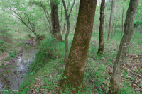 Northern Piedmont Small-Stream Floodplain Forest – CEGL006492