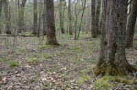 Northern Piedmont Small-Stream Floodplain Forest – CEGL006492