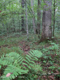 Central Appalachian Montane Alluvial Forest (Tuliptree - White Pine Type) – CEGL008405