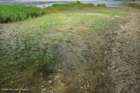 Piedmont / Central Appalachian Sand Bar / River Shore (Low Herbs Type) – CEGL006483