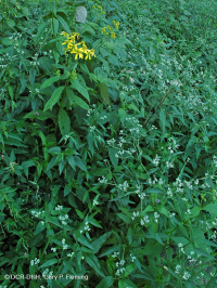 Piedmont / Central Appalachian Sand Bar / River Shore (Tall Herbs Type) – CEGL006481