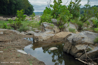 Piedmont / Central Appalachian Sycamore - River Birch Scour Woodland – CEGL003896