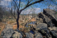 Piedmont / Central Appalachian Bedrock Floodplain Scour Woodland – CEGL006476
