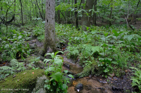 Central Appalachian Basic Seepage Swamp - CEGL008416