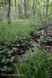 Central Appalachian Basic Seepage Swamp – CEGL008416