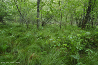 Central Appalachian Basic Seepage Swamp – CEGL008416