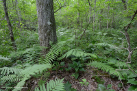 Central Appalachian Low-Elevation Acidic Seepage Swamp – CEGL007853