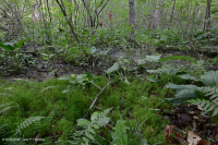 Central Appalachian Low-Elevation Acidic Seepage Swamp – CEGL007853