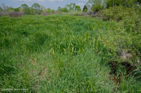 Ridge and Valley Calcareous Spring Marsh (Marsh Marigold Type) – CEGL006245